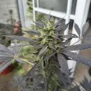 Purple Candy & Auto Mimosa - University
