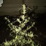 Purple Candy & Auto Mimosa - University
