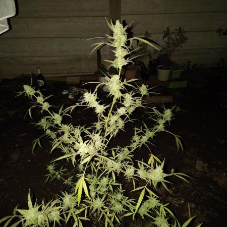 Purple Candy & Auto Mimosa - University
