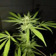Cherry OG - University