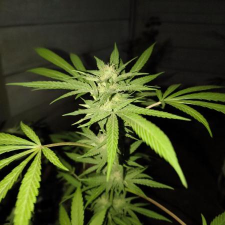 Cherry OG - University