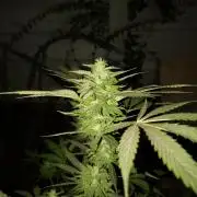 Purple Candy & Auto Mimosa - University