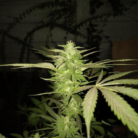 Purple Candy & Auto Mimosa - University