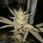 Cherry OG - University