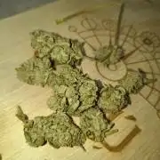 Purple Candy & Auto Mimosa - University