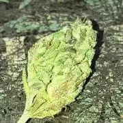 Purple Candy & Auto Mimosa - University