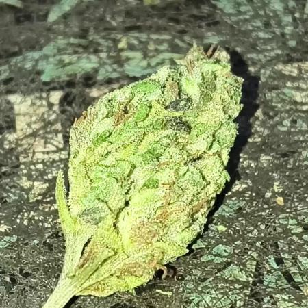 Purple Candy & Auto Mimosa - University
