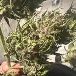 Papaya Cookies Auto - Outdoor - FastBuds