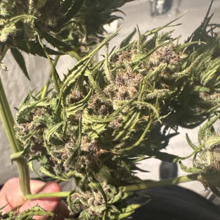 Papaya Cookies Auto - Outdoor - FastBuds