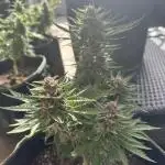 Papaya Cookies Auto - Outdoor - FastBuds