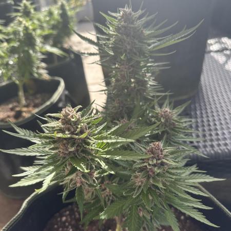 Papaya Cookies Auto - Outdoor - FastBuds