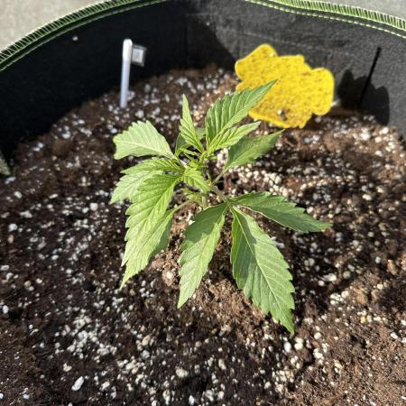 Apricot Auto - Outdoor - 420 Fast Buds