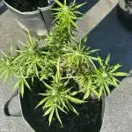 Gorilla Zkittlez Auto Outdoor - FastBuds
