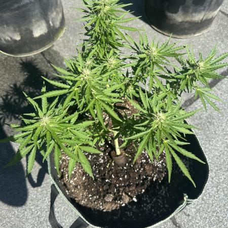 Gorilla Zkittlez Auto Outdoor - FastBuds