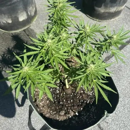 Gorilla Zkittlez Auto Outdoor - FastBuds