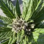 Apricot Auto - Outdoor - 420 Fast Buds