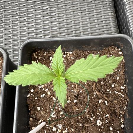 ZtrawberrieZ Auto - Outdoor - Fast Buds