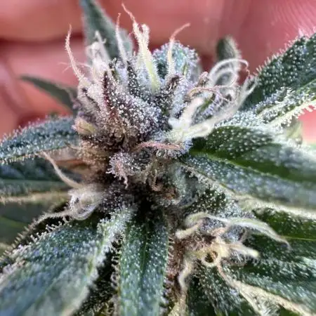 Papaya Cookies Auto - Outdoor - FastBuds