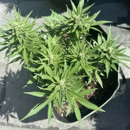 ZtrawberrieZ Auto - Outdoor - Fast Buds