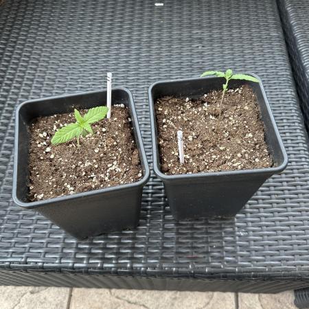 Papaya Cookies Auto - Outdoor - FastBuds