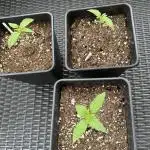 Gorilla Zkittlez Auto Outdoor - FastBuds