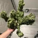 ZtrawberrieZ Auto - Outdoor - Fast Buds