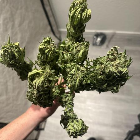 ZtrawberrieZ Auto - Outdoor - Fast Buds