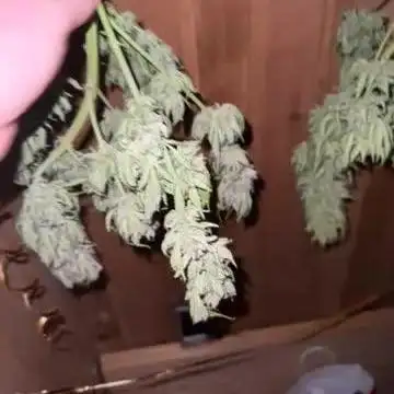 Gorilla Zkittlez Auto Outdoor - FastBuds