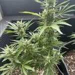 Gorilla Zkittlez Auto Outdoor - FastBuds