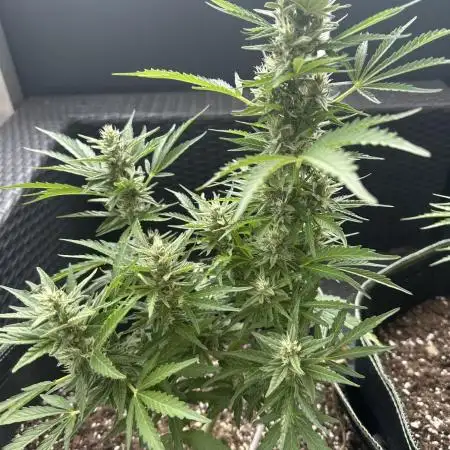 Gorilla Zkittlez Auto Outdoor - FastBuds