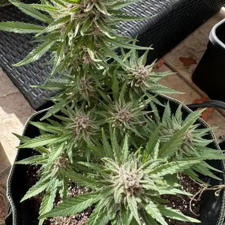 Papaya Cookies Auto - Outdoor - FastBuds