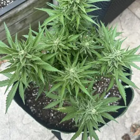 ZtrawberrieZ Auto - Outdoor - Fast Buds