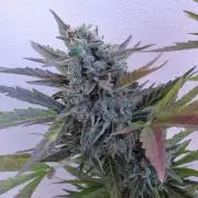 Mazar Afghani#1 - Libanaise Sinaï
