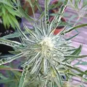 Frosty’s Auto Freak / Nigerian sativa