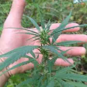 Nigerian sativa / Frosty’s Auto Freak