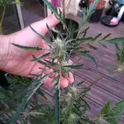 Frosty’s Auto Freak / Nigerian sativa