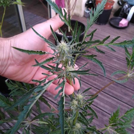 Frosty’s Auto Freak / Nigerian sativa