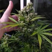 Mazar Afghani#1 - Libanaise Sinaï
