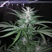 Mazar Afghani#1 - Libanaise Sinaï