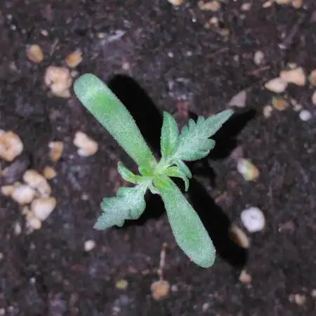 Frosty’s Auto Freak / Nigerian sativa