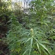 Nigerian sativa / Frosty’s Auto Freak
