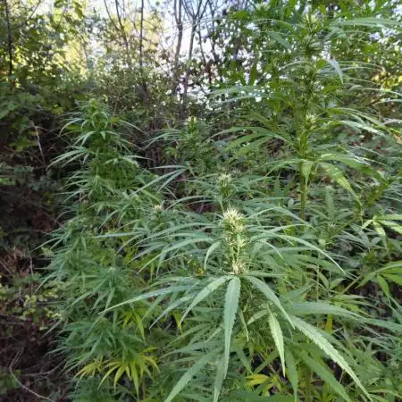 Nigerian sativa / Frosty’s Auto Freak