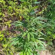 Nigerian sativa / Frosty’s Auto Freak