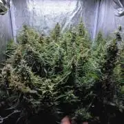 Panama Panama Haze Panama Malawi (ACE)