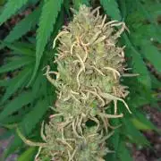 Nigerian sativa / Frosty’s Auto Freak