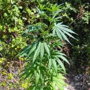 Nigerian sativa / Frosty’s Auto Freak