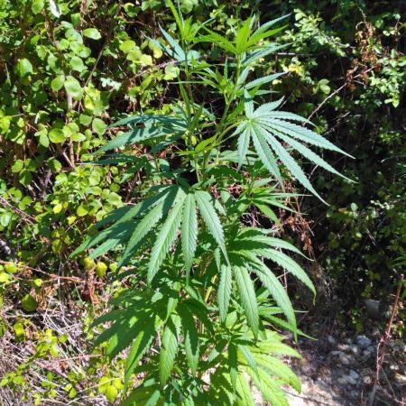 Nigerian sativa / Frosty’s Auto Freak