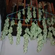 Panama Panama Haze Panama Malawi (ACE)