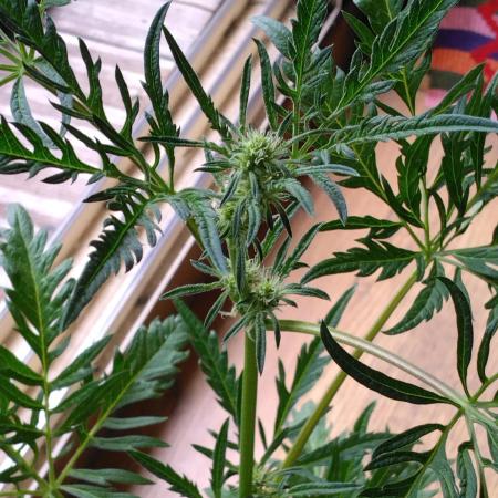 Frosty’s Auto Freak / Nigerian sativa