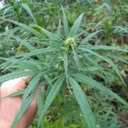 Nigerian sativa / Frosty’s Auto Freak